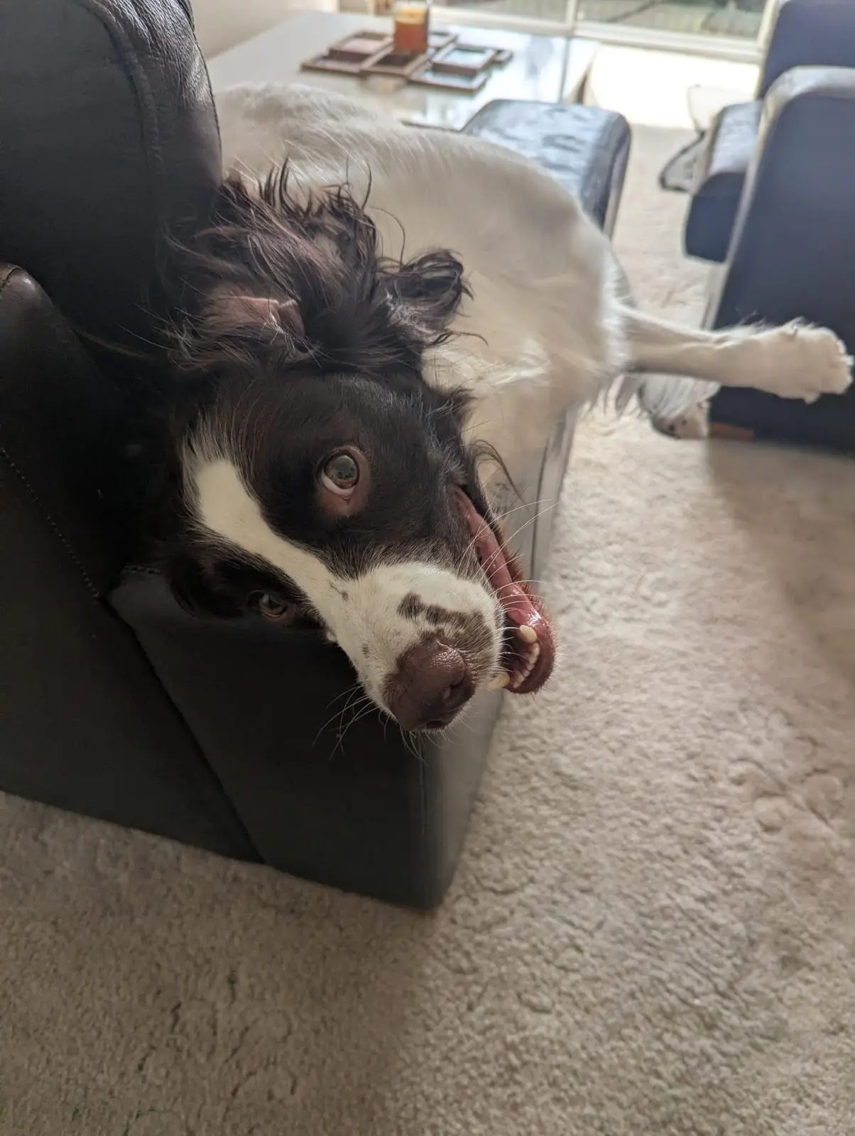 Mad Dog