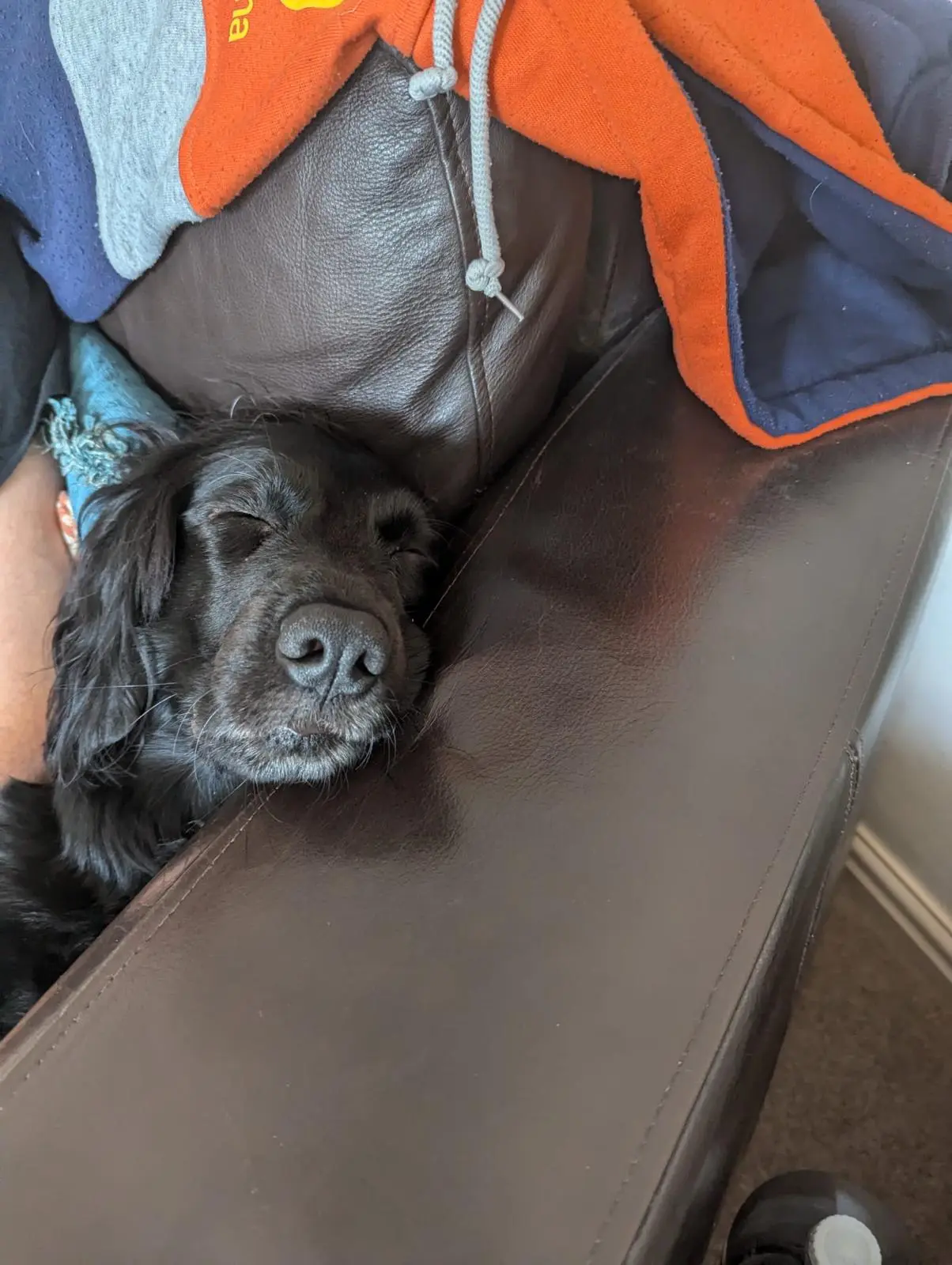 Tired Dog