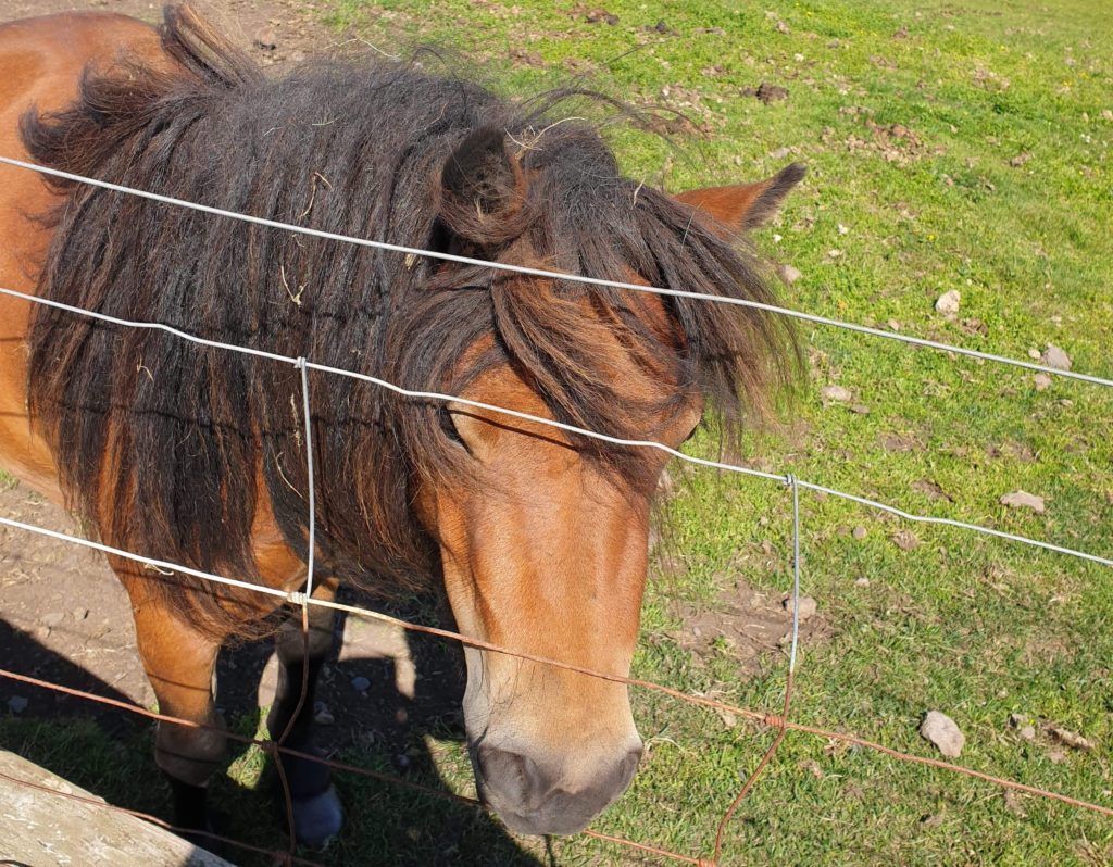 Picture of a brown shetland pony with a black main by a gate in a field - photographed on project in the Orkney Islands 